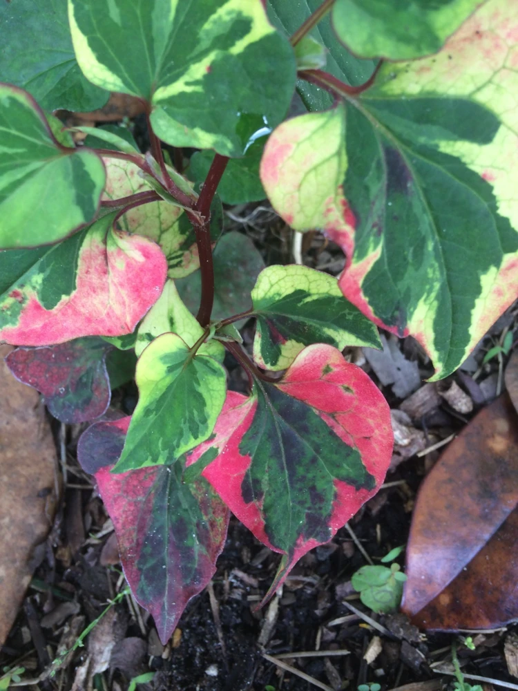 Houttuynia Chameleon Seeds - 20 Count - Outdoor Perennial Seeds - Image 2