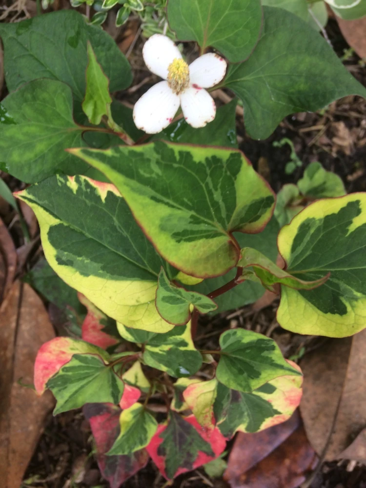 Houttuynia Chameleon Seeds - 20 Count - Outdoor Perennial Seeds - Image 3