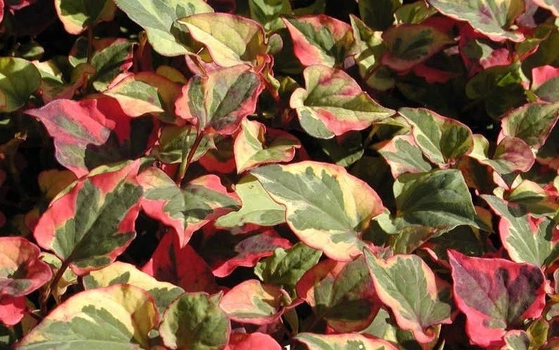 Houttuynia Chameleon Seeds - 20 Count - Outdoor Perennial Seeds - Image 1