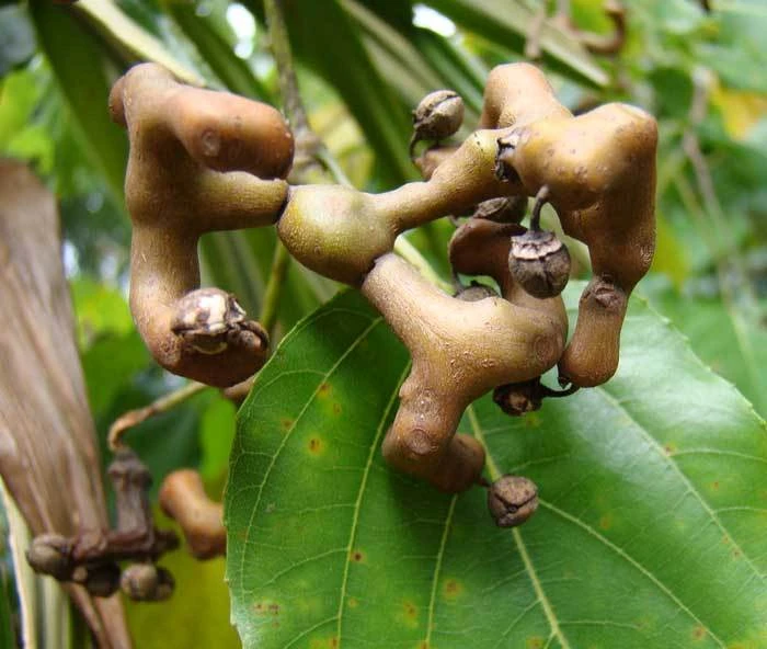 Hovenia dulcis Seeds – Japanese Raisin Tree – Honey Tree – 10 Seeds - Image 1
