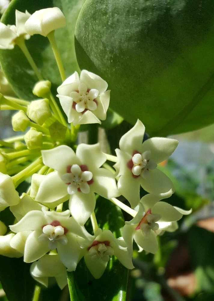 Hoya Australis Live Plant – Vanilla Wax Flower Vine – 5 inch Tall – Indoor & Outdoor - Image 2