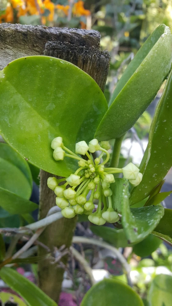 Hoya Australis Live Plant – Vanilla Wax Flower Vine – 5 inch Tall – Indoor & Outdoor - Image 3