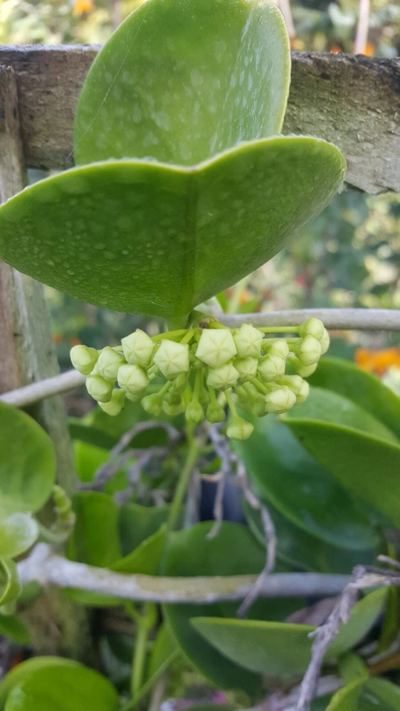 Hoya Australis Live Plant – Vanilla Wax Flower Vine – 5 inch Tall – Indoor & Outdoor - Image 4