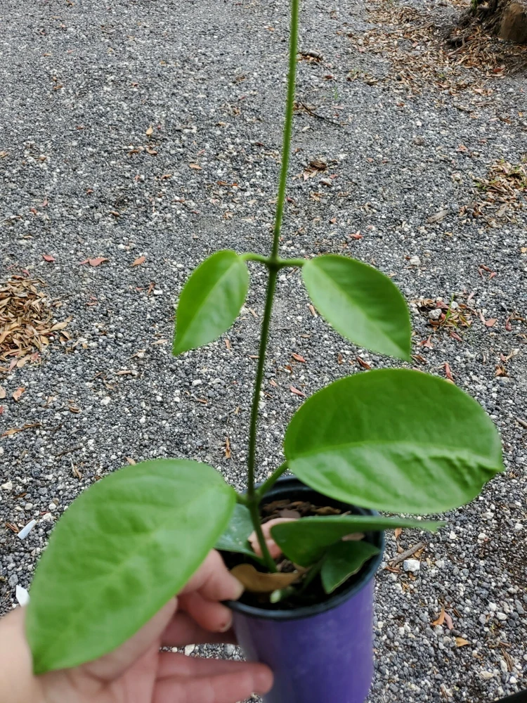 Hoya Australis Live Plant – Vanilla Wax Flower Vine – 5 inch Tall – Indoor & Outdoor - Image 5