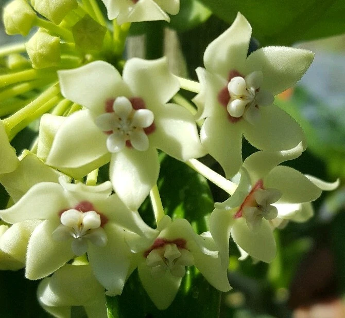 Hoya Australis Live Plant – Vanilla Wax Flower Vine – 5 inch Tall – Indoor & Outdoor - Image 1