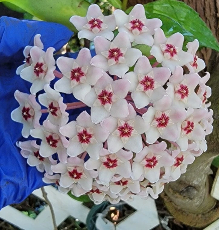 Hoya Carnosa Krimson Queen Live Plant – Variegated Houseplant 5" Tall in 4" Pot – Indoor & Outdoor - Image 1