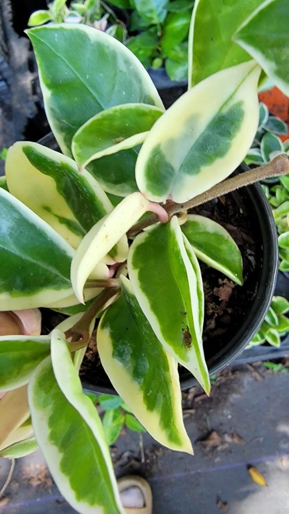 Hoya Carnosa Krimson Queen Live Plant โ Variegated Houseplant 5" Tall in 4" Pot โ Indoor & Outdoor - Image 2