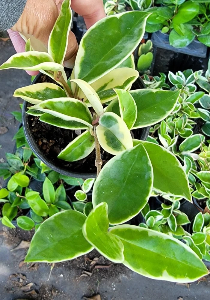 Hoya Carnosa Krimson Queen Live Plant โ Variegated Houseplant 5" Tall in 4" Pot โ Indoor & Outdoor - Image 3