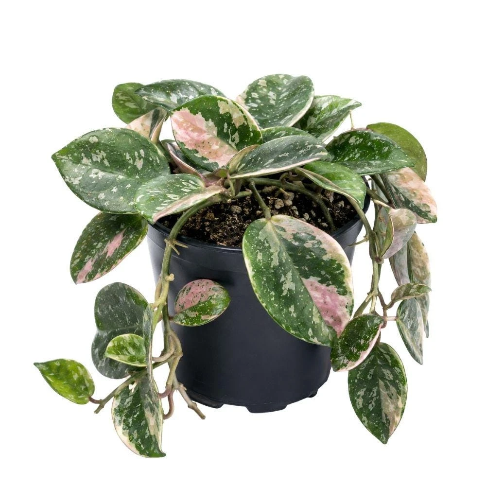 Hoya Carnosa Variegata 'Splash' Live Plant – 4 Inch Pot – Trailing Indoor Houseplant - Image 1