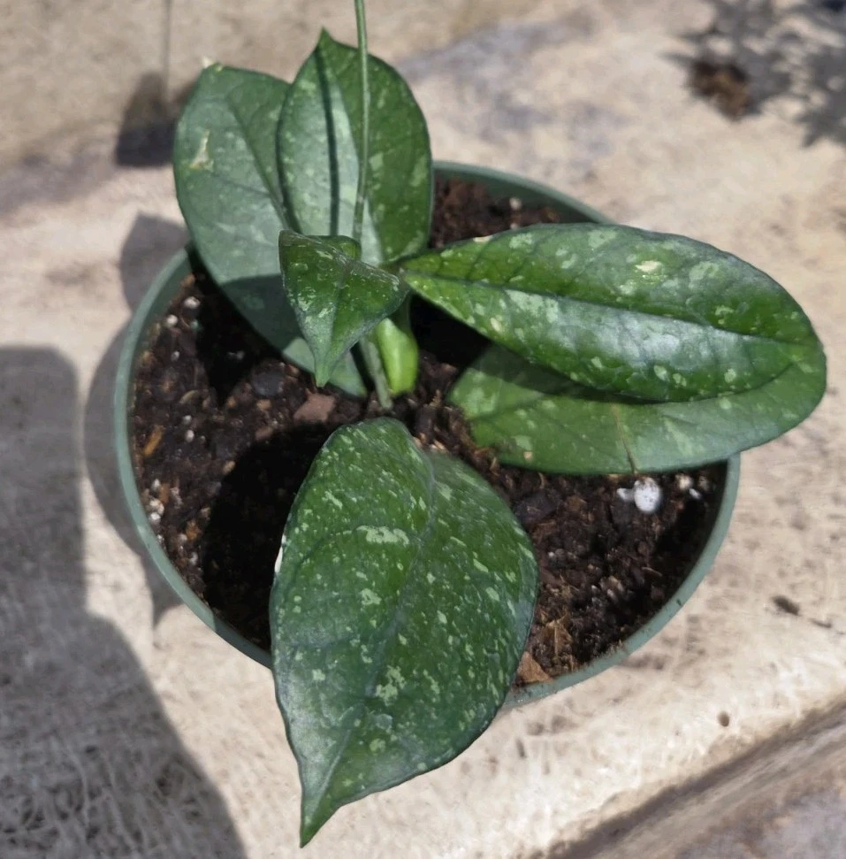 Hoya Crassipetiolata Splash Live Plant, 7" Tall in 4" Pot, Indoor/Outdoor Wax Plant - Image 2