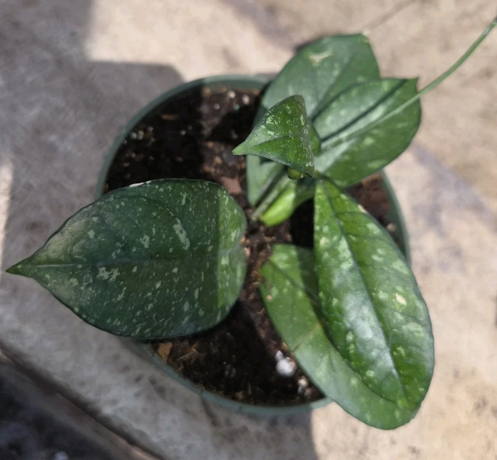 Hoya Crassipetiolata Splash Live Plant, 7" Tall in 4" Pot, Indoor/Outdoor Wax Plant - Image 3