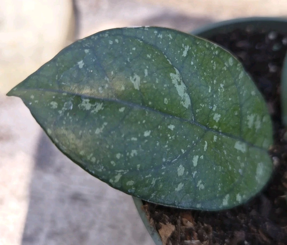 Hoya Crassipetiolata Splash Live Plant, 7" Tall in 4" Pot, Indoor/Outdoor Wax Plant - Image 4