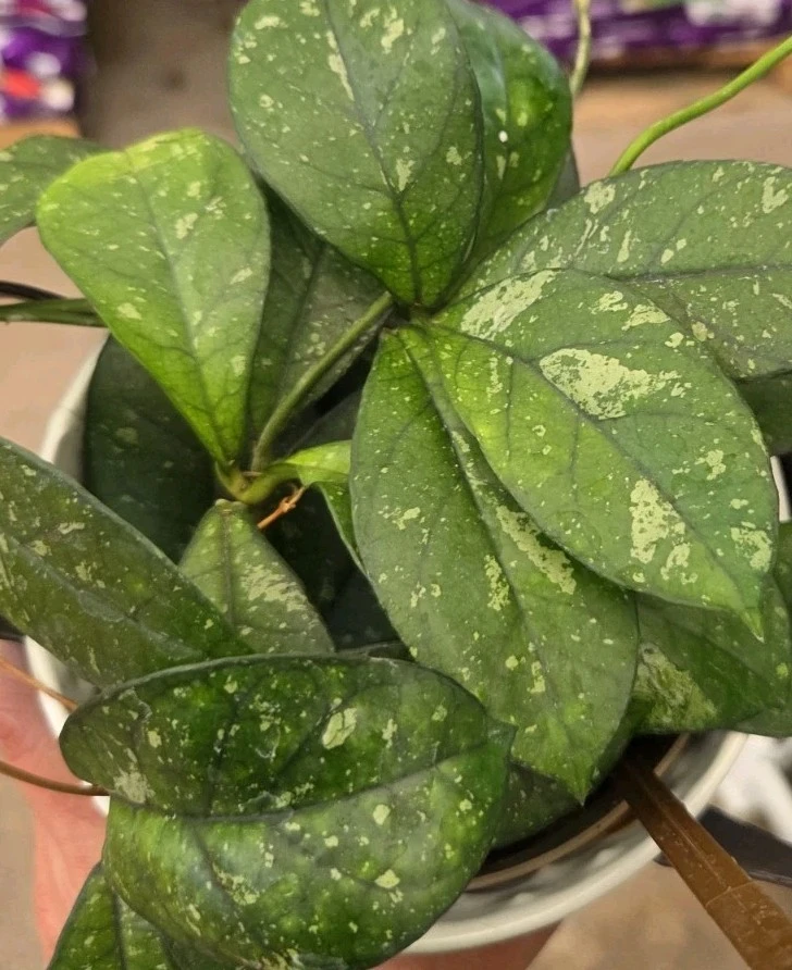 Hoya Crassipetiolata Splash Live Plant, 7" Tall in 4" Pot, Indoor/Outdoor Wax Plant - Image 1