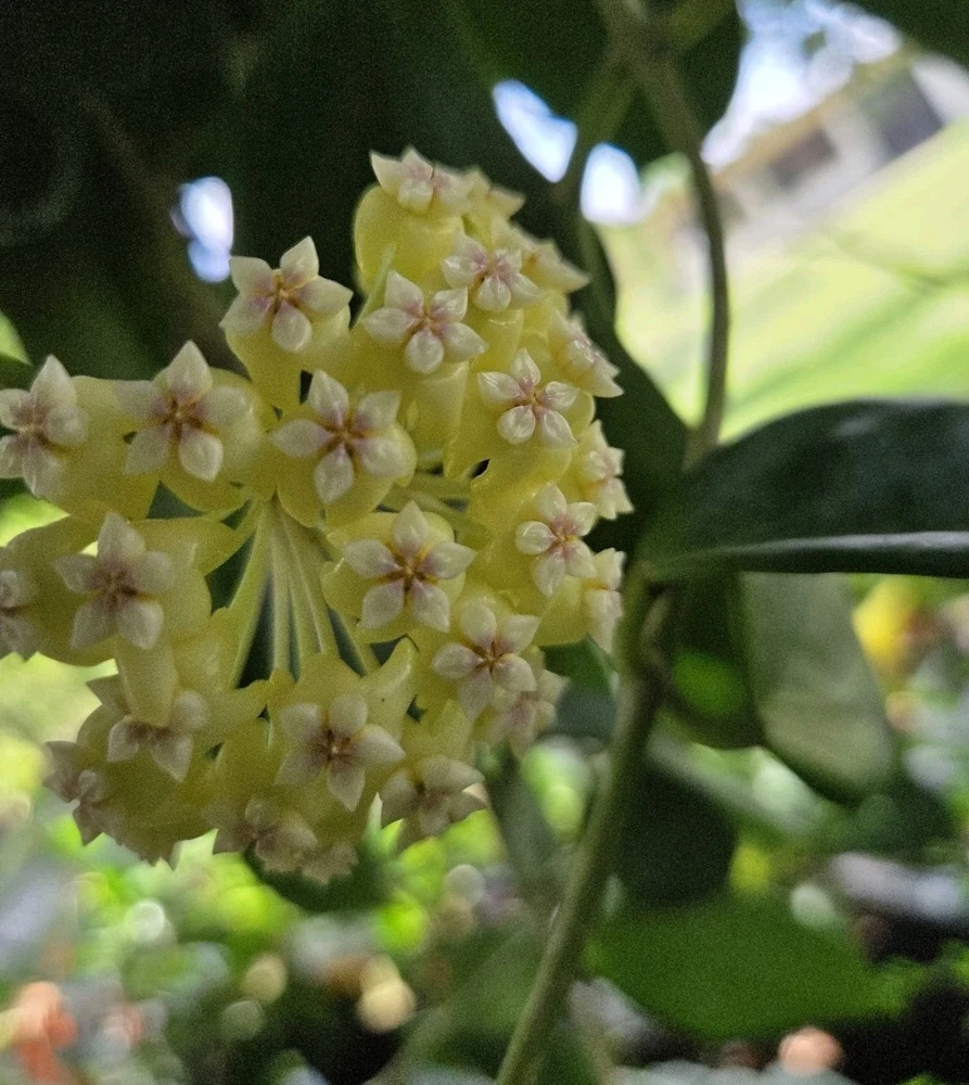 Hoya Incrassata Live Plant, 7-10" Tall in 4" Pot, Yellow Flowers, Indoor/Outdoor Wax Plant - Image 2