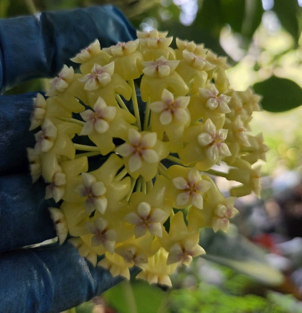 Hoya Incrassata Live Plant, 7-10" Tall in 4" Pot, Yellow Flowers, Indoor/Outdoor Wax Plant - Image 1