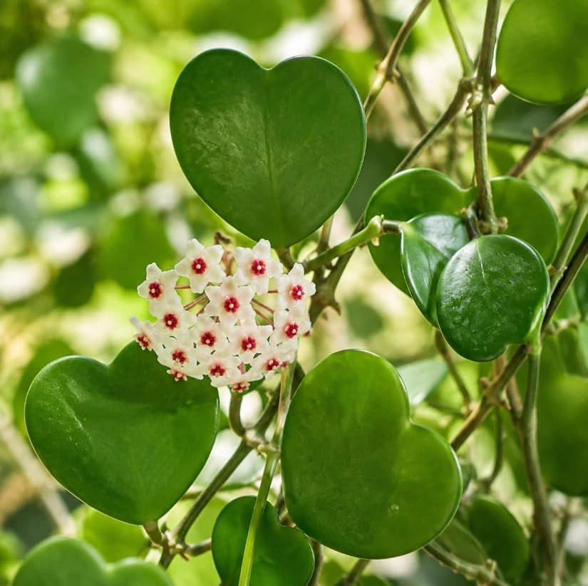 Hoya Kerrii Live Plant – Sweetheart Hoya – 4-6 Inches Tall – Indoor Houseplant - Image 2