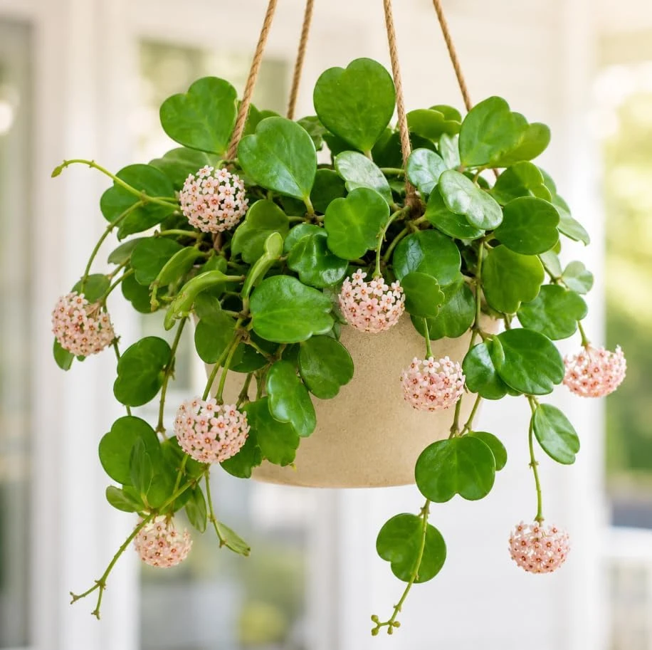 Hoya Kerrii Live Plant – Sweetheart Hoya – 4-6 Inches Tall – Indoor Houseplant - Image 4