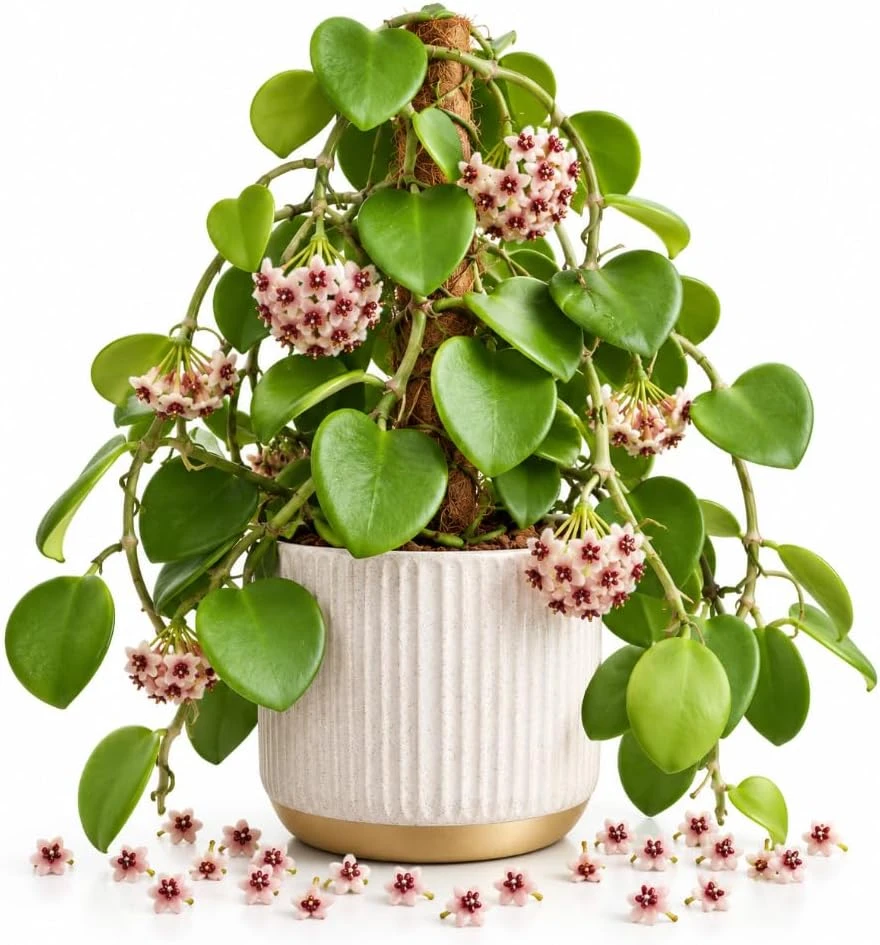 Hoya Kerrii Live Plant – Sweetheart Hoya – 4-6 Inches Tall – Indoor Houseplant - Image 1