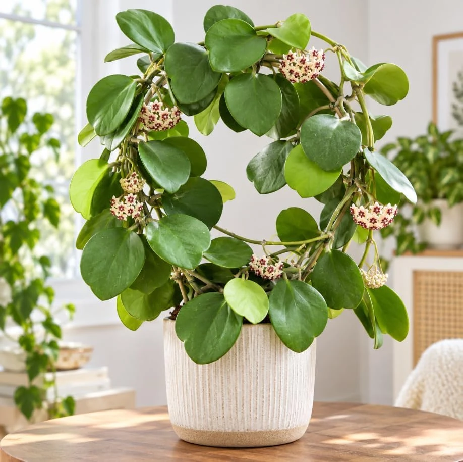 Hoya Kerrii Live Plant – Sweetheart Hoya – 4-6 Inches Tall – Indoor Houseplant - Image 7