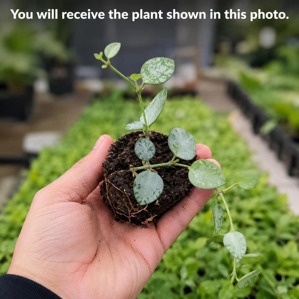 Hoya Krohniana Live Plant for Planting - Succulent, 4-8 Inch Tall - Image 2