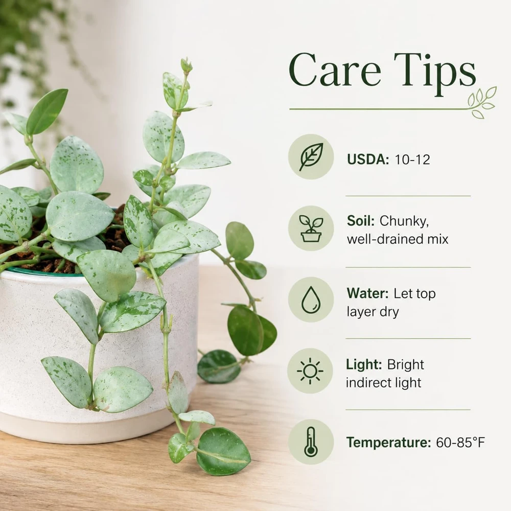 Hoya Krohniana Live Plant for Planting - Succulent, 4-8 Inch Tall - Image 5
