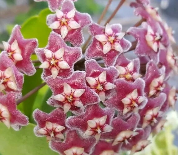 Hoya Pubicalyx Mottled Silver Leaf Live Plant - Wax Plant Tropical Vine 5" Tall Indoor/Outdoor - Image 2