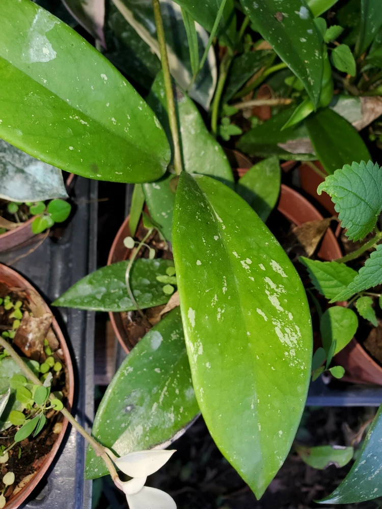 Hoya Pubicalyx Mottled Silver Leaf Live Plant - Wax Plant Tropical Vine 5" Tall Indoor/Outdoor - Image 3