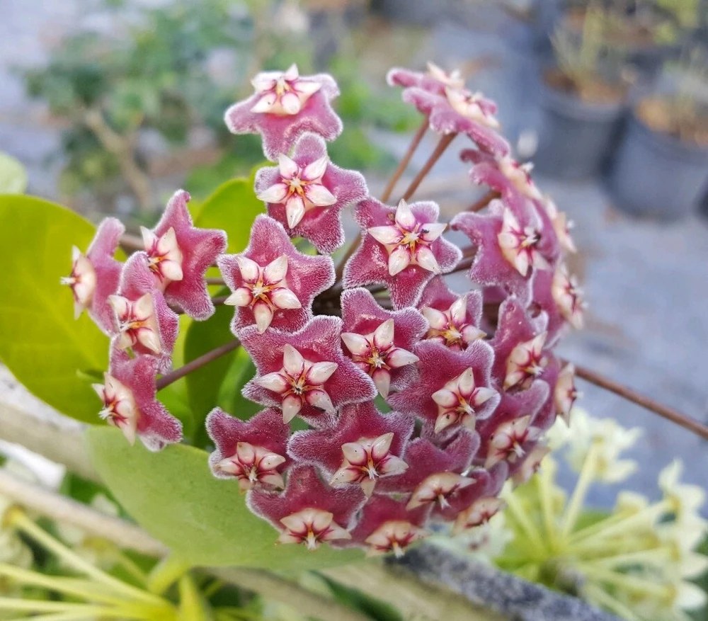 Hoya Pubicalyx Mottled Silver Leaf Live Plant - Wax Plant Tropical Vine 5" Tall Indoor/Outdoor - Image 1