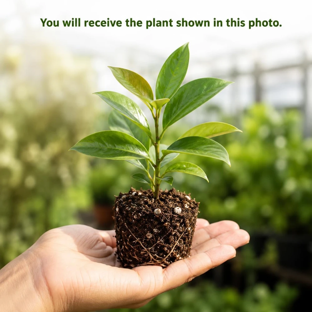 Hoya Sunrise Live Plant โ Succulent for Indoor/Outdoor โ 4-8 Inch Tall - Image 2