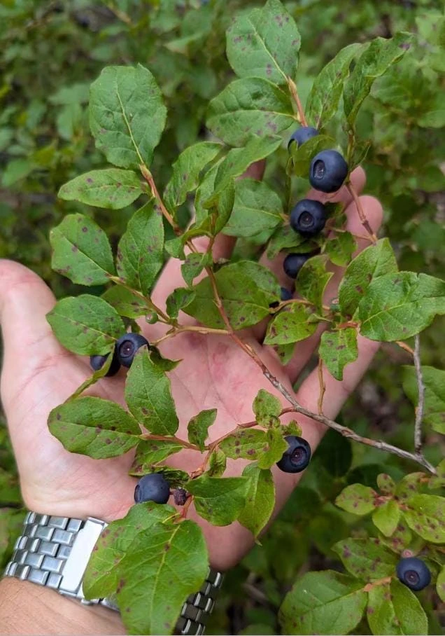 Huckleberry Live Plants - Set of 4, Vaccinium ovatum, 3-7" Tall, 3" Pots, Outdoor Evergreen Berry Bush - Image 1