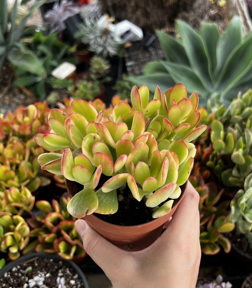 Hummel's Sunset Golden Jade Plant - Crassula Ovata Live Succulent in 4" Pot - Image 1