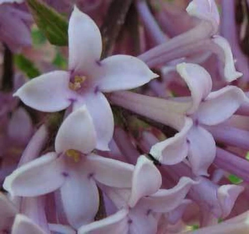 Hungarian Lilac Seeds - Syringa josikaea Seed Pack - 10 Seeds - Outdoor Shrub - Image 1