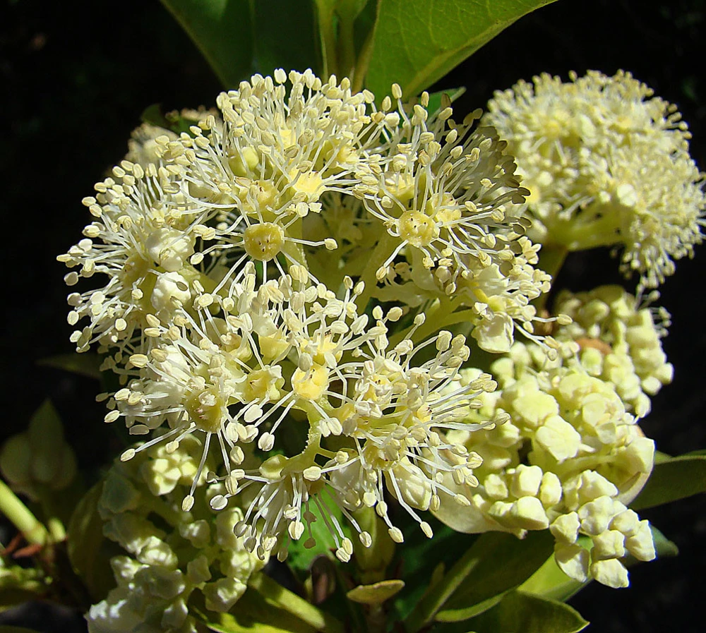 Hydrangea serratifolia Canelilla Seeds - 20 Count Perennial Flower Seeds - Image 1
