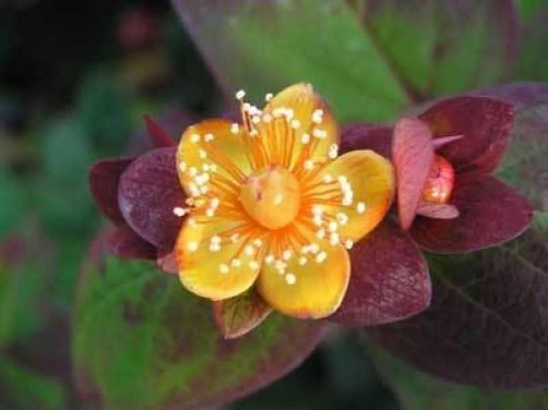 Hypericum androsaemum Albury Purple Seeds - 15 Perennial St. John's Wort Seeds - Image 1