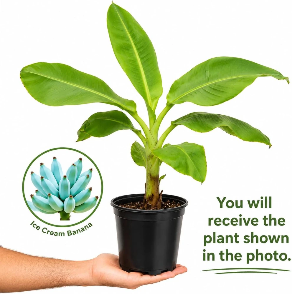 Ice Cream Banana Live Plant - Blue Musa, 1 Gallon Pot, Home Garden Fruit - Image 2