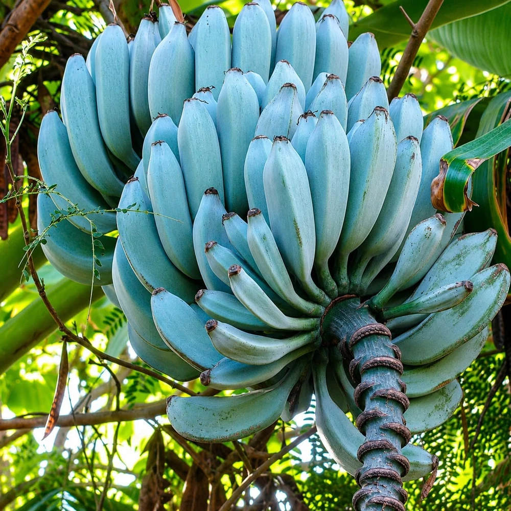 Ice Cream Banana Live Plant - Blue Musa, 1 Gallon Pot, Home Garden Fruit - Image 3