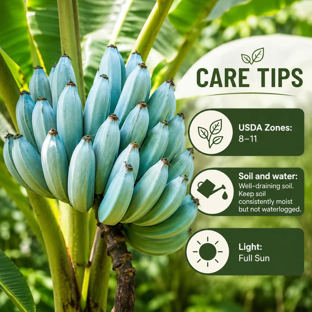 Ice Cream Banana Live Plant - Blue Musa, 1 Gallon Pot, Home Garden Fruit - Image 4