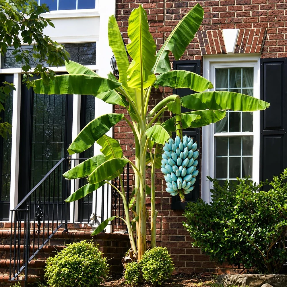 Ice Cream Banana Live Plant - Blue Musa, 1 Gallon Pot, Home Garden Fruit - Image 5