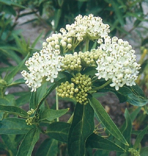 Ice Follies Milkweed Seeds – Asclepias incarnata – Perennial – 10 Seeds - Image 1