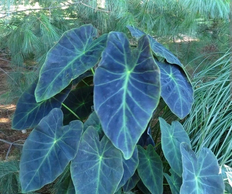 Illustris Colocasia Live Plant – Black Elephant Ear – 7-10 inches Tall – 4 inch Pot – Indoor/Outdoor - Image 1
