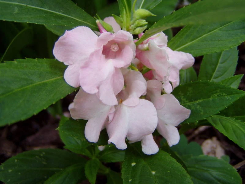 Impatiens Balsamina Pink Seeds - 15 Seed Pack - Annual Flower Seeds - Image 2