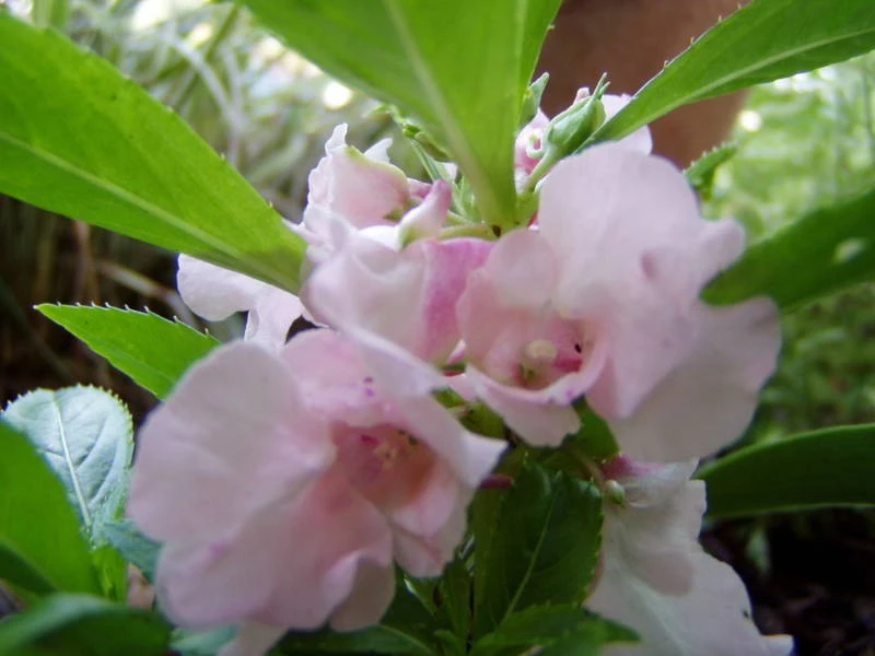 Impatiens Balsamina Pink Seeds - 15 Seed Pack - Annual Flower Seeds - Image 1