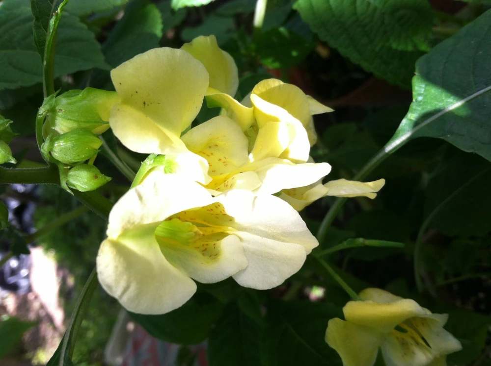 Impatiens Cristata Seeds - Rare Garden Flower Seeds - 8 Seed Pack - Image 1
