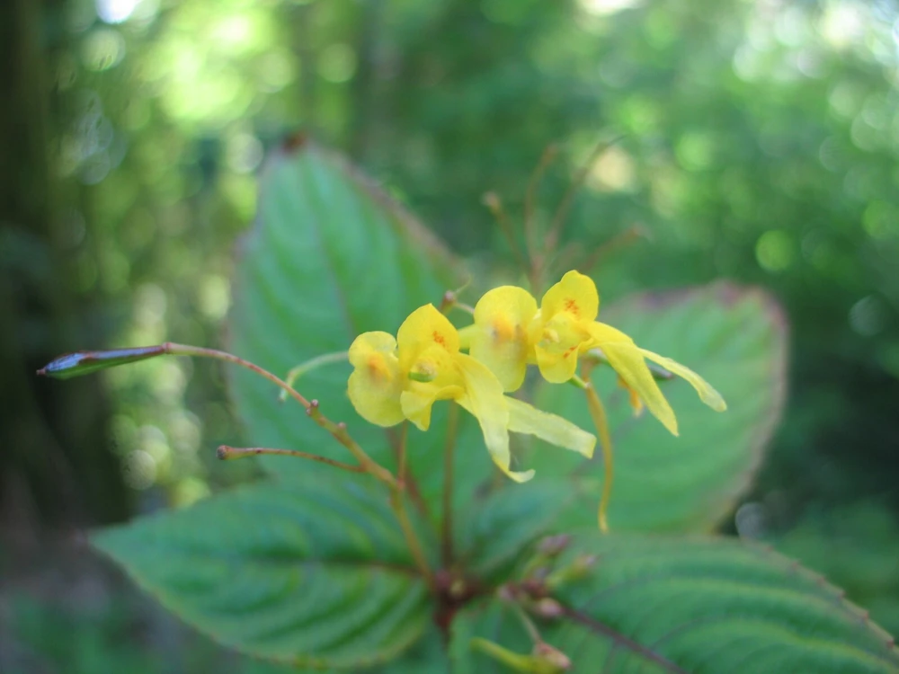 Impatiens Cristata Seeds - Rare Garden Flower Seeds - 8 Seed Pack - Image 3