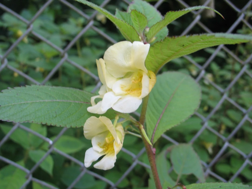 Impatiens Scabrida Himalayan Jewelweed Seeds - 10 Perennial Seeds - Image 1