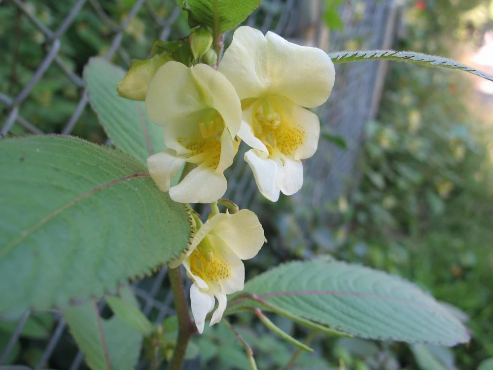 Impatiens Scabrida Himalayan Jewelweed Seeds - 10 Perennial Seeds - Image 2