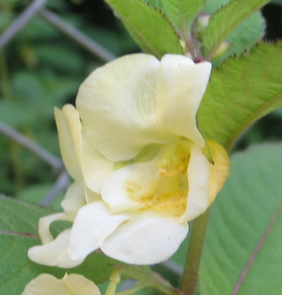 Impatiens Scabrida Himalayan Jewelweed Seeds - 10 Perennial Seeds - Image 3