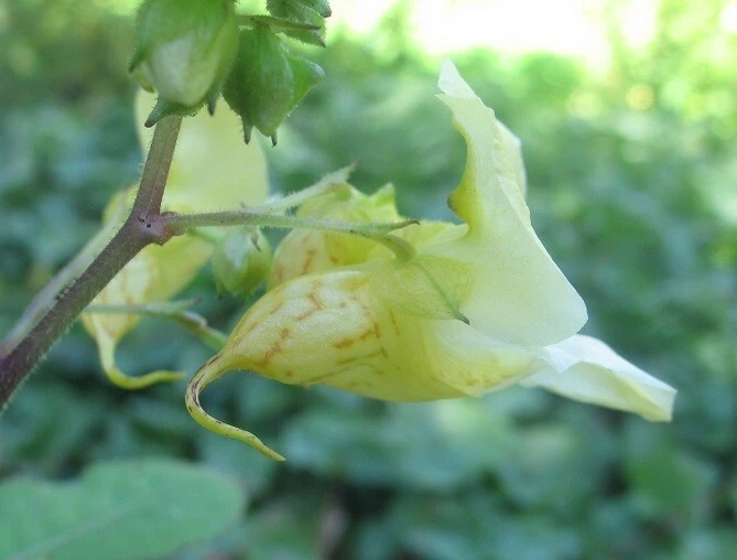Impatiens Scabrida Himalayan Jewelweed Seeds - 10 Perennial Seeds - Image 4