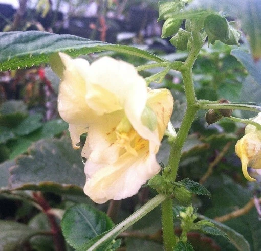 Impatiens Scabrida Himalayan Jewelweed Seeds - 10 Perennial Seeds - Image 5