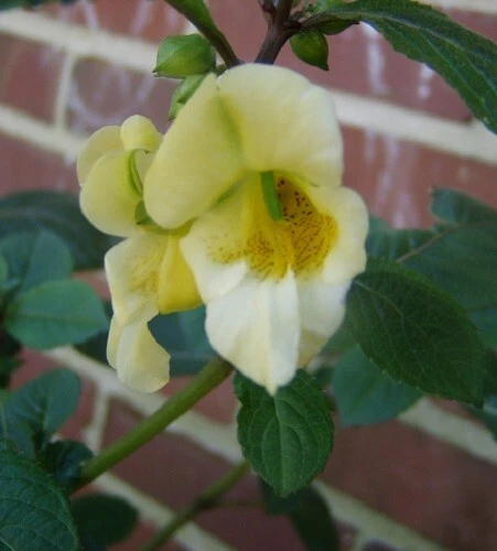 Impatiens Scabrida Himalayan Jewelweed Seeds - 10 Perennial Seeds - Image 6